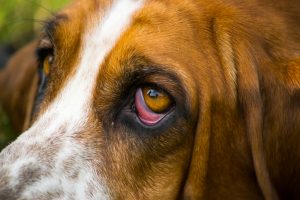 dog with ectropian droopy eyes