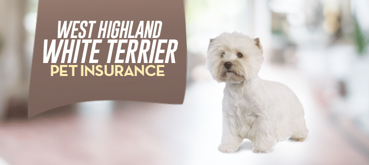 west highland white terrier pet insurance