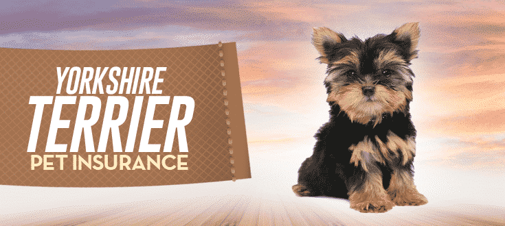 yorkshire terrier pet insurance