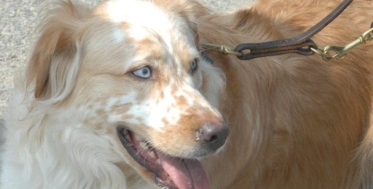 Benign Prostatic Hyperplasia in Dogs