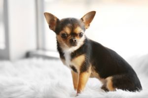 Cute funny dog sitting on window sill covered with plaid