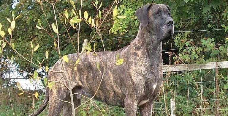 Addison’s Disease in Dogs