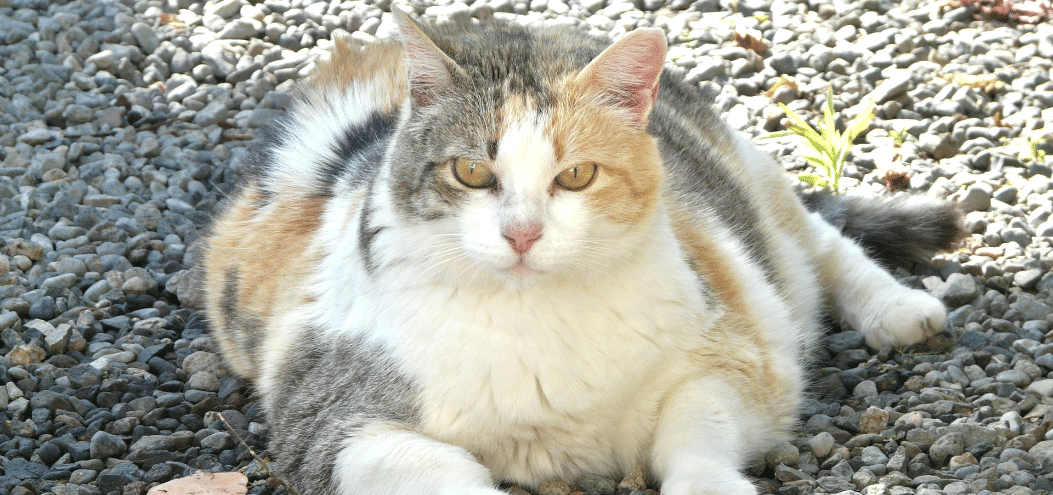 Fat Cat