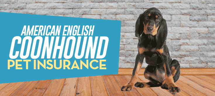 american english coonhound pet insurance