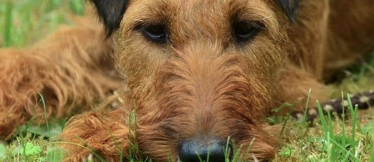 Dog Food For Older Dogs With Arthritis Dog Food For Older Dogs With Arthritis