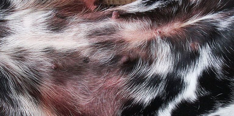 atopic dermatitis in dogs