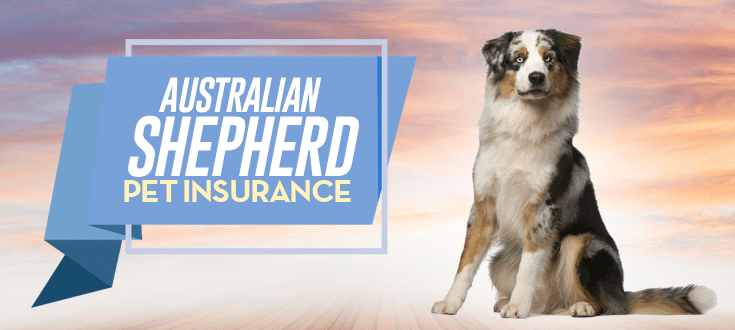 australian shepherd pet insurance