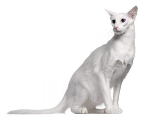 white balinese cat
