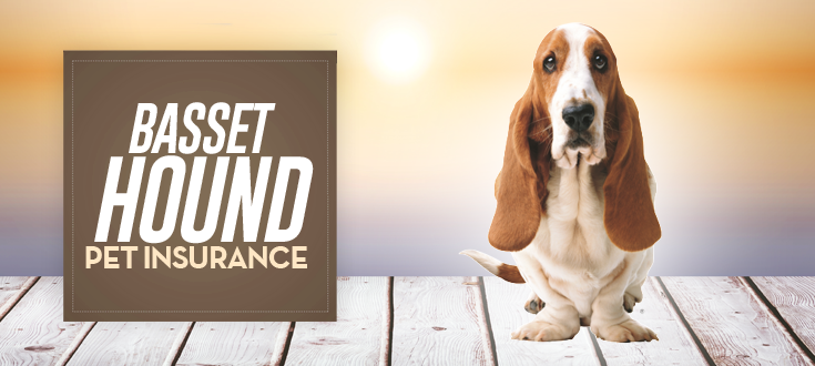 basset hound pet insurance