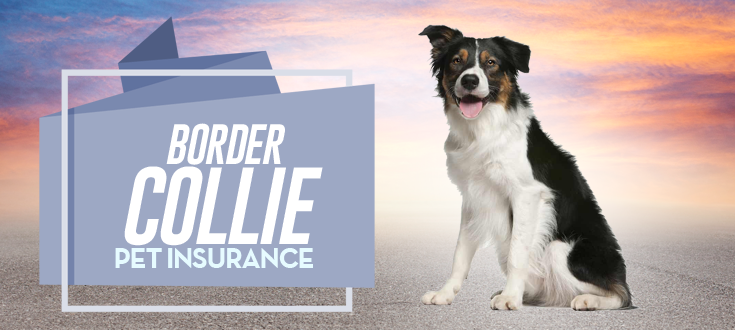 Border Collie  RSPCA Pet Insurance