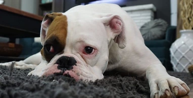 boxer colitis