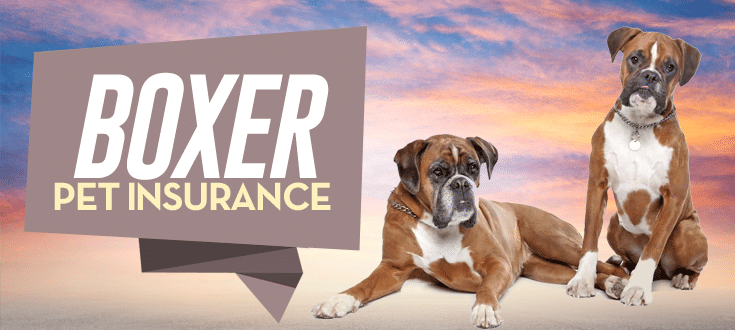 Boxer Dog Insurance Plans | The Best Coverage Options
