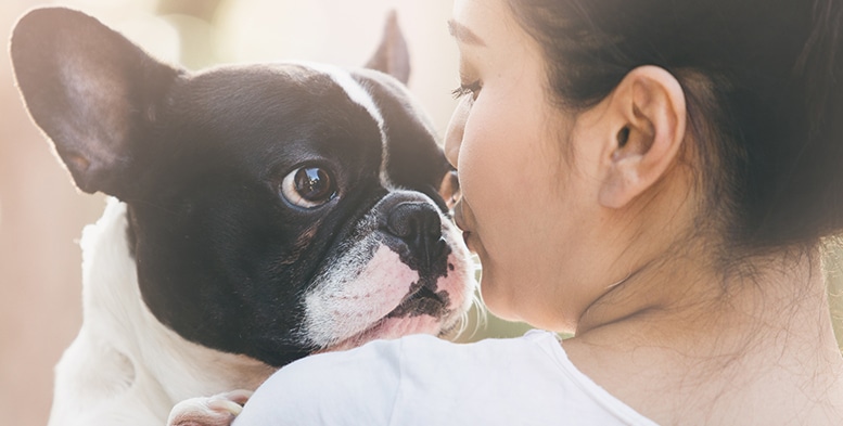 brachycephalic dogs