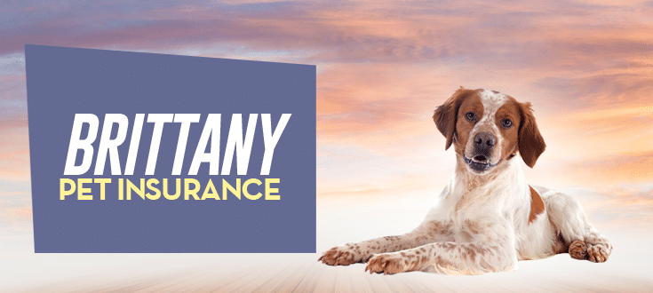 brittany pet insurance