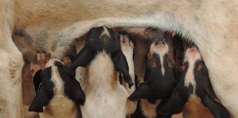 brucellosis in dogs