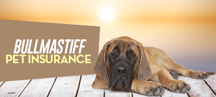 bullmastiff pet insurance