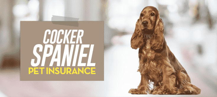 cocker spaniel pet insurance
