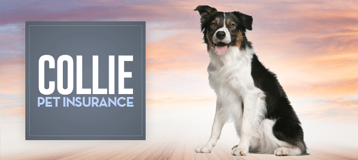 collie pet insurance