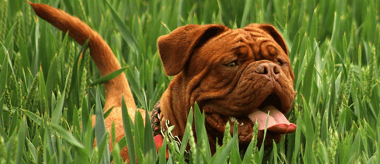 What Can I Give A Dog To Naturally Repel Fleas What Can I Give A Dog To Naturally Repel Fleas