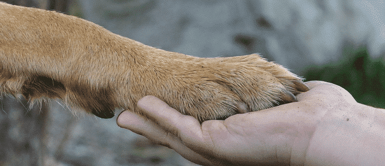 vinegar in apple mixing shampoo cider and soreness itching can to An ACV due paw alleviate soak seasonal vinegar in apple mixing shampoo cider and soreness itching can to An ACV due paw alleviate soak seasonal