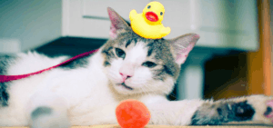 overweight white and black cat playing with toy rubber duck