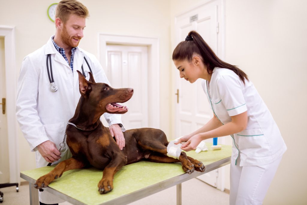 Cruciate Ligament Tear in Dogs Symptoms, Treatment and