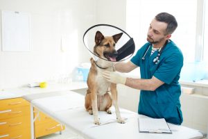 Vet placing funnel on German Shepherd with hot spots