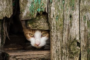 Wild Feral Cat in a barn