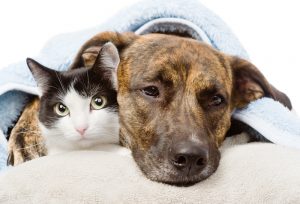 sick dog and cat in bed