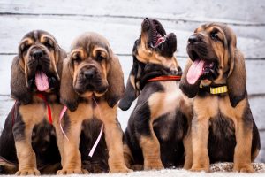 4 bloodhound puppies in a row