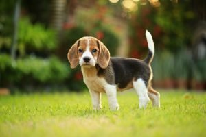 Beagle in grass