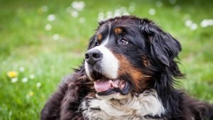 Bernese Mountain dog