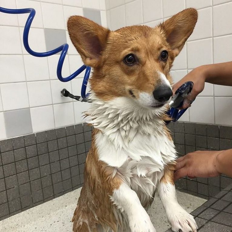 PetPremium Pet Insurance Review for 2020 Costs &amp; Coverage