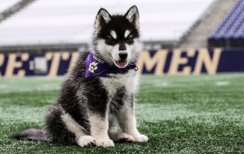 Washington Huskies Mascot