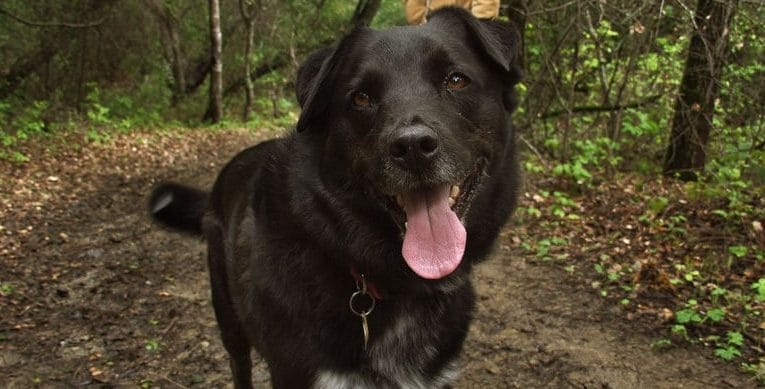 arthritis in dogs