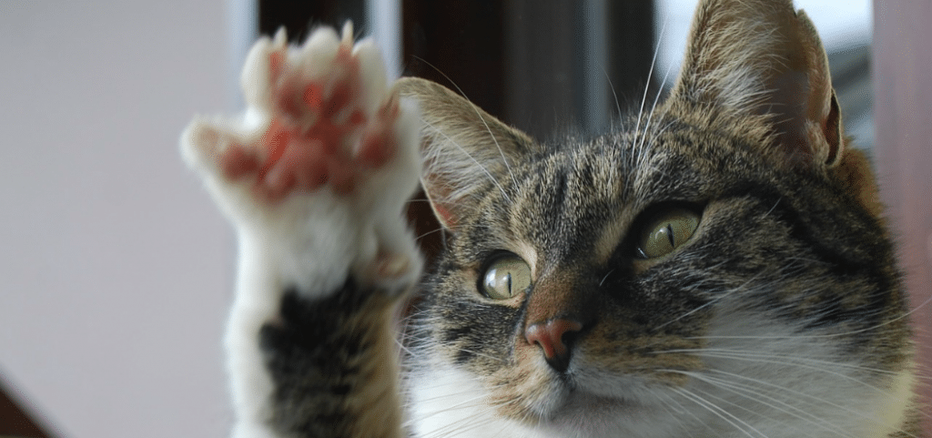 Declawing Cats Pros & Cons of Declawing + Alternatives