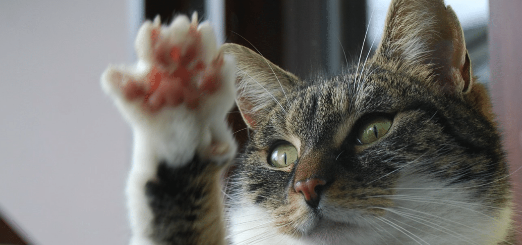 Cat declawing