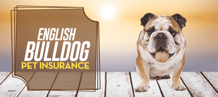 English Bulldog Pet Insurance