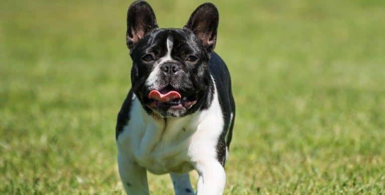french bulldog exercise french bulldog exercise