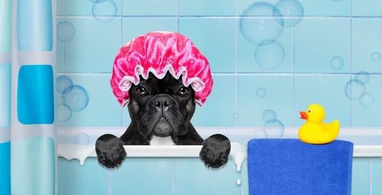 french bulldog grooming french bulldog grooming