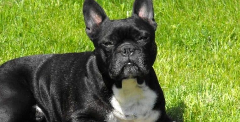 French Bulldog Breed Information