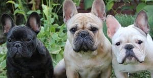 french bulldog temperament and personality