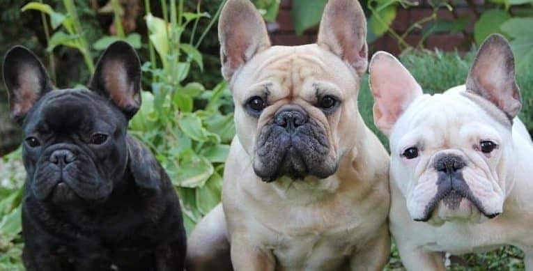 french bulldog temperament and personality french bulldog temperament and personality