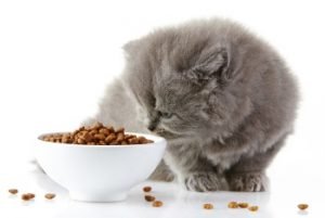 how to change cat food