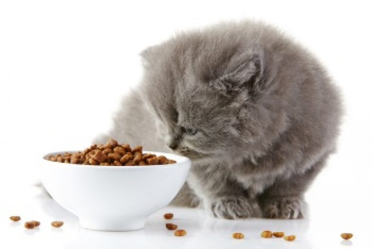 Changing Your Cat's Food [5 Tips To Do It The Right Way!]