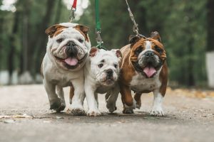 3 English Bulldogs walking on leashes