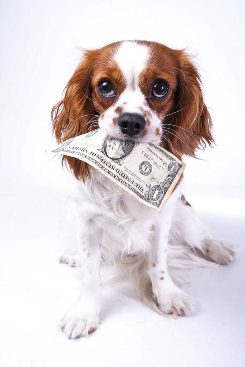 How Do Pet Insurance Reimbursements Work? Types + Examples