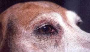 Progressive Retinal Atrophy In Dogs