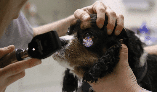 Retinal Dysplasia in dogs