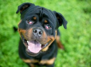 rottweiler puppy with cherry eye